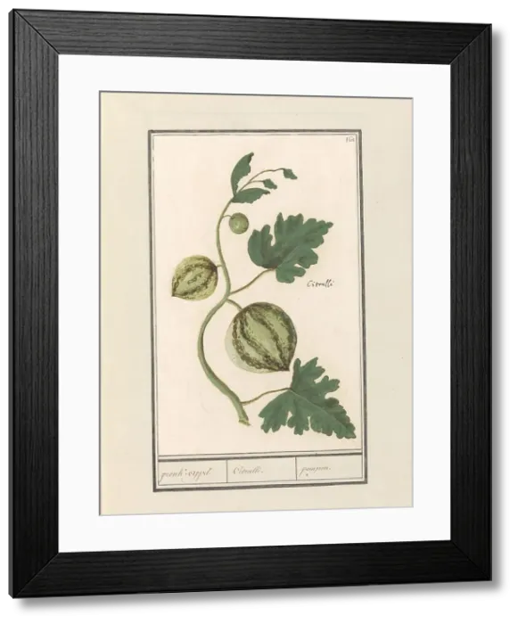 Framed Print : Watermelon (Citrullus vulgaris), 1596-1610. Creators: Anselmus de Boodt, Elias Verhulst Framed Print : Watermelon (Citrullus vulgaris), 1596-1610. Creators: Anselmus de Boodt, Elias Verhulst
