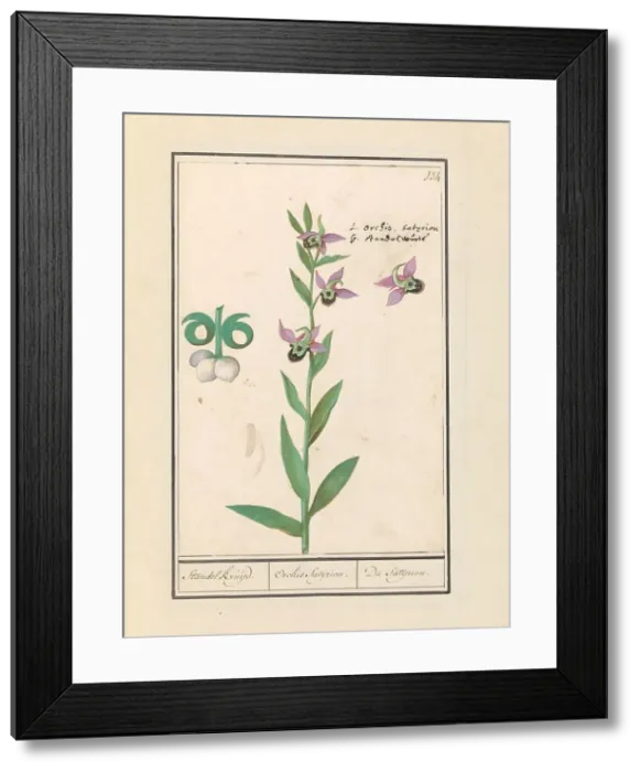 Framed Print : Laughing Bumblebee Orchid (Ophrys bombyliflora) and anemonen (Anemone), 1596-1610. Creators: Anselmus de Boodt, Elias Verhulst Framed Print : Laughing Bumblebee Orchid (Ophrys bombyliflora) and anemonen (Anemone), 1596-1610. Creators: Anselmus de Boodt, Elias Verhulst