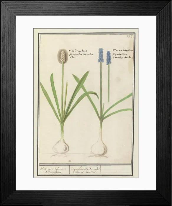 Framed Print : Grape hyacinths (Muscari botryoides), 1596-1610. Creators: Anselmus de Boodt, Elias Verhulst Framed Print : Grape hyacinths (Muscari botryoides), 1596-1610. Creators: Anselmus de Boodt, Elias Verhulst
