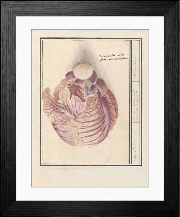 Framed Print : White cabbage (Brassica oleracea), 1596-1610. Creators: Anselmus de Boodt, Elias Verhulst Framed Print : White cabbage (Brassica oleracea), 1596-1610. Creators: Anselmus de Boodt, Elias Verhulst