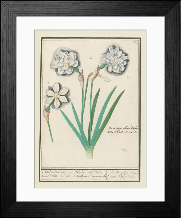 Framed Print : White Daffodil (Narcissus), 1596-1610. Creators: Anselmus de Boodt, Elias Verhulst Framed Print : White Daffodil (Narcissus), 1596-1610. Creators: Anselmus de Boodt, Elias Verhulst