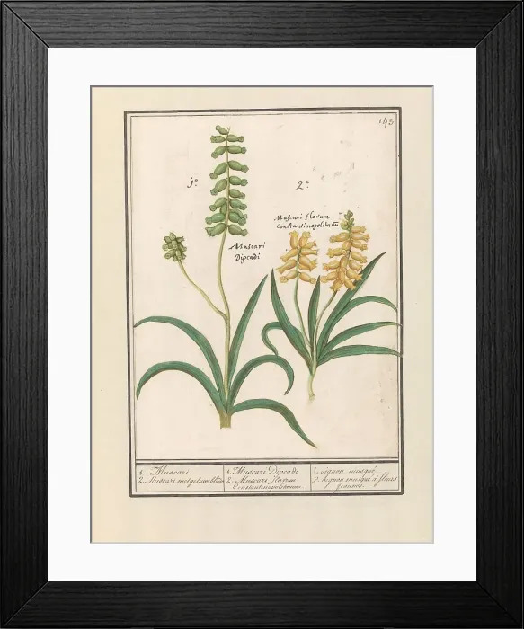 Framed Print : Grape Hyacinth (Muscari), 1596-1610. Creators: Anselmus de Boodt, Elias Verhulst Framed Print : Grape Hyacinth (Muscari), 1596-1610. Creators: Anselmus de Boodt, Elias Verhulst