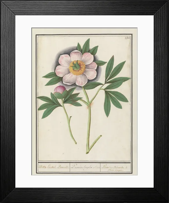 Framed Print : Peony (Paeonia), 1596-1610. Creators: Anselmus de Boodt, Elias Verhulst Framed Print : Peony (Paeonia), 1596-1610. Creators: Anselmus de Boodt, Elias Verhulst