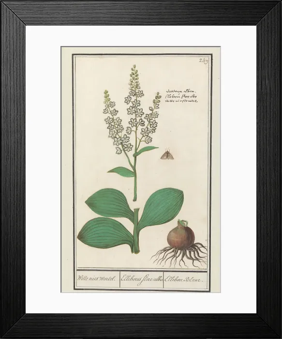 Framed Print : White hellebore (Veratrum album), 1596-1610. Creators: Anselmus de Boodt, Elias Verhulst Framed Print : White hellebore (Veratrum album), 1596-1610. Creators: Anselmus de Boodt, Elias Verhulst