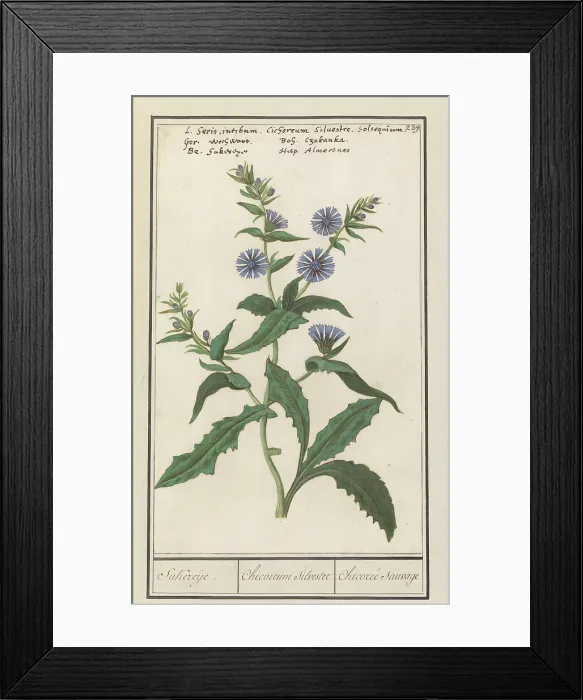 Framed Print : Wild chicory (Cichorium intybus), 1596-1610. Creators: Anselmus de Boodt, Elias Verhulst Framed Print : Wild chicory (Cichorium intybus), 1596-1610. Creators: Anselmus de Boodt, Elias Verhulst