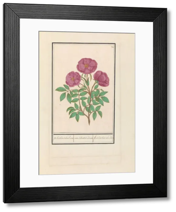 Framed Print : Wild Rose (Rosa), 1596-1610. Creators: Anselmus de Boodt, Elias Verhulst Framed Print : Wild Rose (Rosa), 1596-1610. Creators: Anselmus de Boodt, Elias Verhulst