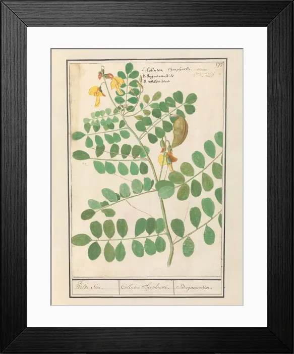 Framed Print : Lentil (Lens culinaris), 1596-1610. Creators: Anselmus de Boodt, Elias Verhulst Framed Print : Lentil (Lens culinaris), 1596-1610. Creators: Anselmus de Boodt, Elias Verhulst