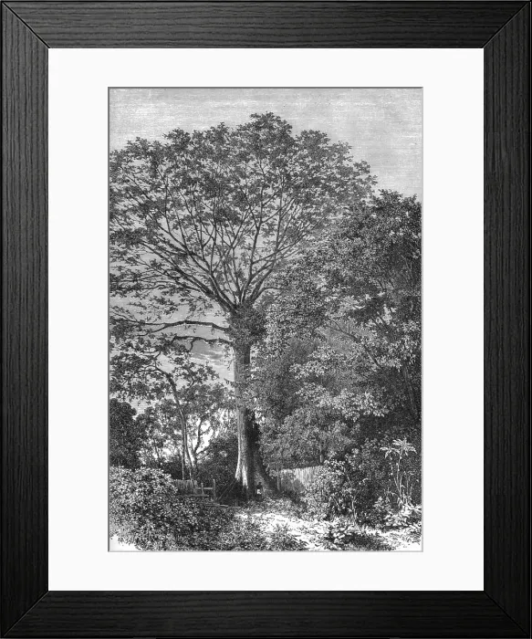 Framed Print : Samauma Tree of the Amazonian Forests; Indian-Rubber Groves of the Amazons, 1875. Creator: Unknown Framed Print : Samauma Tree of the Amazonian Forests; Indian-Rubber Groves of the Amazons, 1875. Creator: Unknown