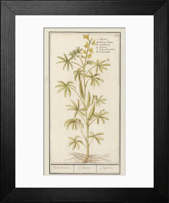 Framed Print : Lupin (Lupinus), 1596-1610. Creators: Anselmus de Boodt, Elias Verhulst Framed Print : Lupin (Lupinus), 1596-1610. Creators: Anselmus de Boodt, Elias Verhulst
