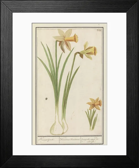 Framed Print : Wild daffodil (Narcissus pseudonarcissus), 1596-1610. Creators: Anselmus de Boodt, Elias Verhulst Framed Print : Wild daffodil (Narcissus pseudonarcissus), 1596-1610. Creators: Anselmus de Boodt, Elias Verhulst