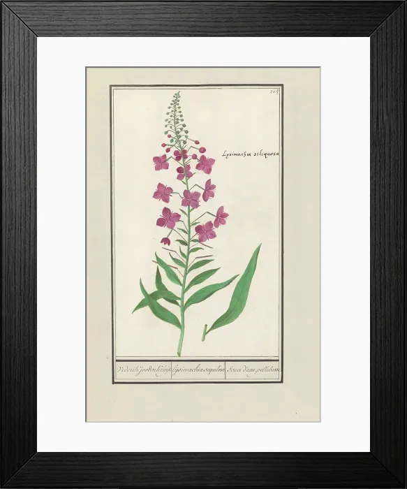 Framed Print : Fireweed (Chamerion angustifolium), 1596-1610. Creators: Anselmus de Boodt, Elias Verhulst Framed Print : Fireweed (Chamerion angustifolium), 1596-1610. Creators: Anselmus de Boodt, Elias Verhulst