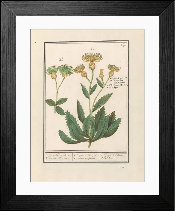 Framed Print : Centauri (Centaurea), 1596-1610. Creators: Anselmus de Boodt, Elias Verhulst Framed Print : Centauri (Centaurea), 1596-1610. Creators: Anselmus de Boodt, Elias Verhulst