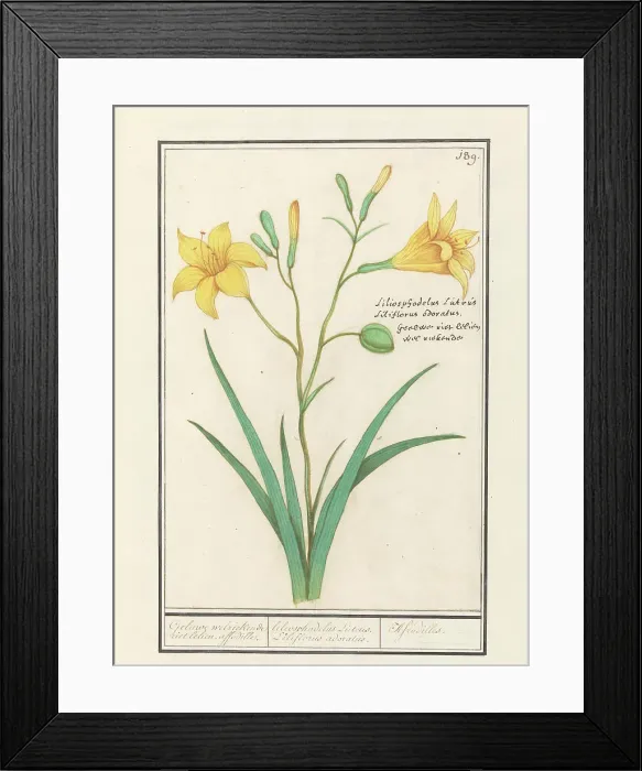 Framed Print : Yellow Lily (Lilium), 1596-1610. Creators: Anselmus de Boodt, Elias Verhulst Framed Print : Yellow Lily (Lilium), 1596-1610. Creators: Anselmus de Boodt, Elias Verhulst