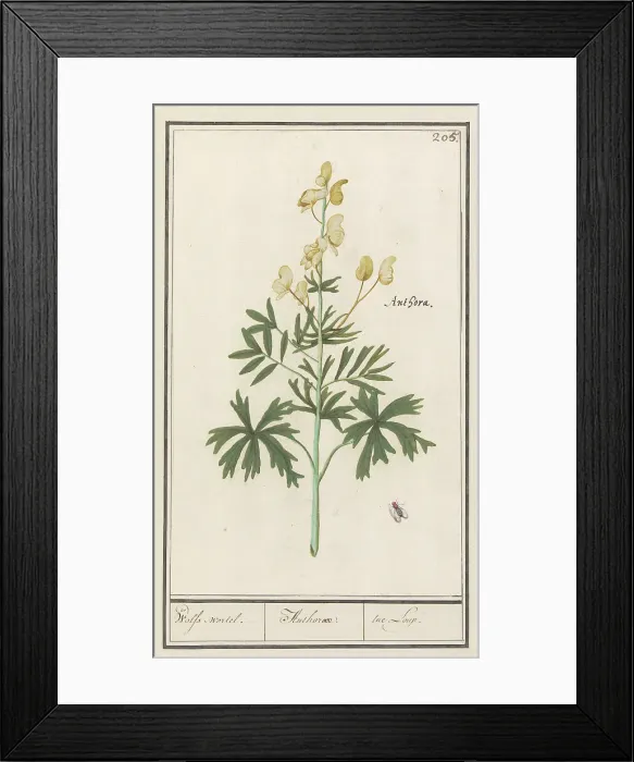 Framed Print : Yellow Aconite (Aconitum vulparia), 1596-1610. Creators: Anselmus de Boodt, Elias Verhulst