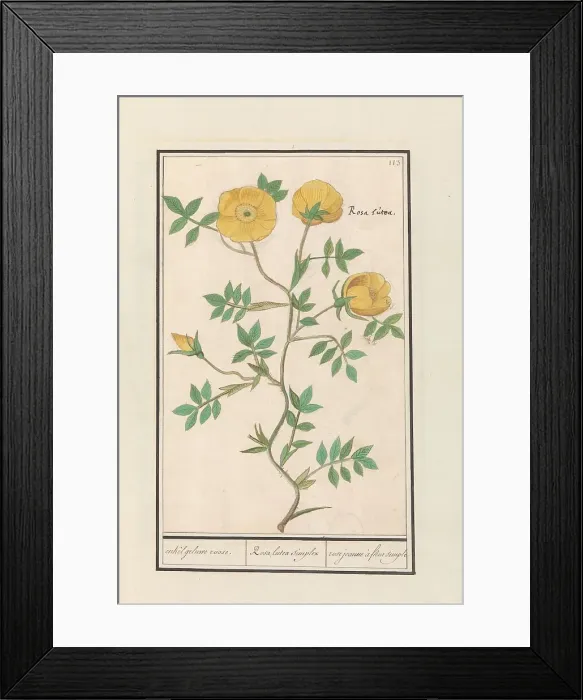 Framed Print : Rose (Rosa), 1596-1610. Creators: Anselmus de Boodt, Elias Verhulst Framed Print : Rose (Rosa), 1596-1610. Creators: Anselmus de Boodt, Elias Verhulst