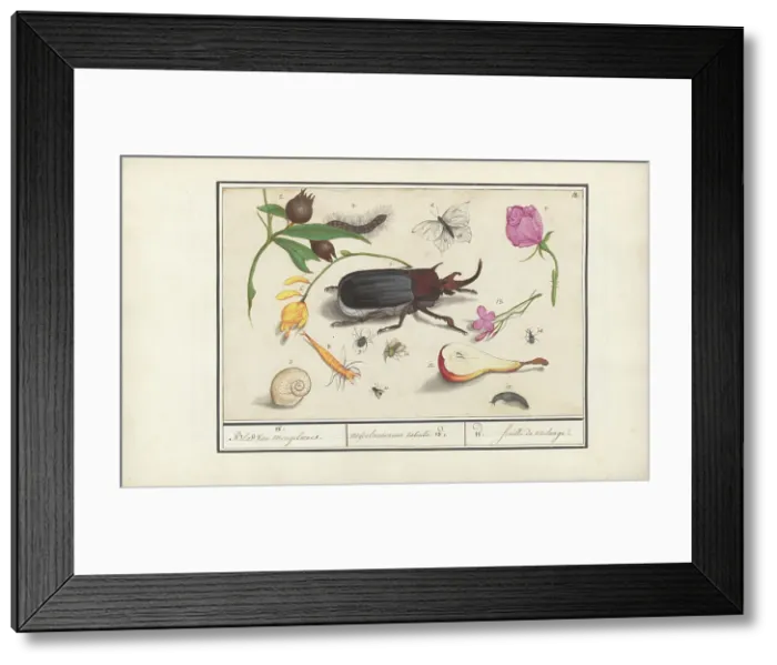 Framed Print : Natural History Ensemble (No. 18), 1596-1610. Creators: Elias Verhulst, Anselmus de Boodt Framed Print : Natural History Ensemble (No. 18), 1596-1610. Creators: Elias Verhulst, Anselmus de Boodt