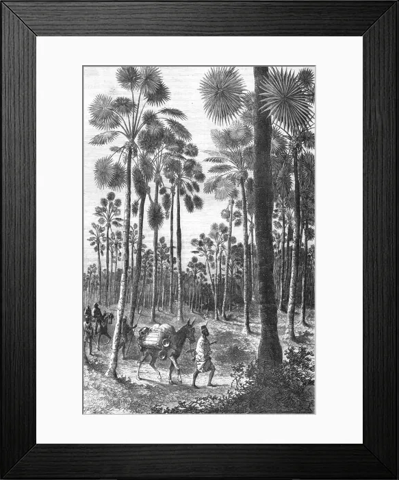 Framed Print : Forest of Fan-Leaved Palms; Journey from the Senegal to the Niger, 1875. Creator: Unknown Framed Print : Forest of Fan-Leaved Palms; Journey from the Senegal to the Niger, 1875. Creator: Unknown