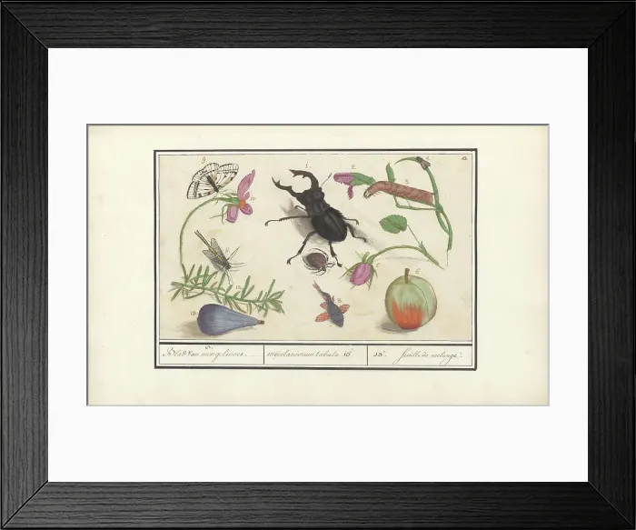 Framed Print : Natural History Ensemble (No. 13), 1596-1610. Creators: Elias Verhulst, Anselmus de Boodt Framed Print : Natural History Ensemble (No. 13), 1596-1610. Creators: Elias Verhulst, Anselmus de Boodt