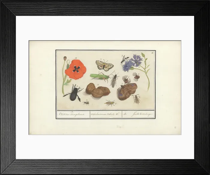 Framed Print : Natural History Ensemble (No. 11), 1596-1610. Creators: Elias Verhulst, Anselmus de Boodt Framed Print : Natural History Ensemble (No. 11), 1596-1610. Creators: Elias Verhulst, Anselmus de Boodt