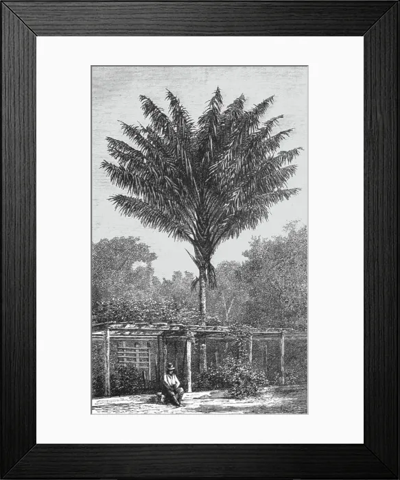 Framed Print : Attalea Palm-tree on the Madeira; Indian-Rubber Groves of the Amazons, 1875. Creator: Unknown Framed Print : Attalea Palm-tree on the Madeira; Indian-Rubber Groves of the Amazons, 1875. Creator: Unknown