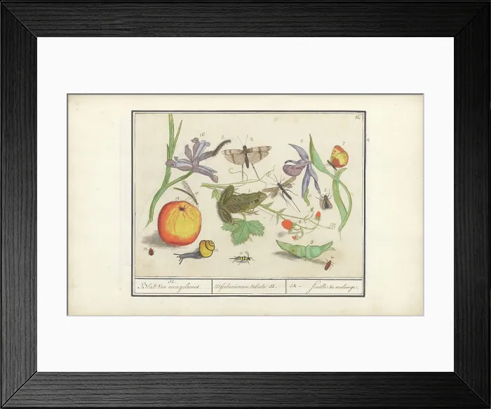 Framed Print : Natural History Ensemble (No. 12), 1596-1610. Creators: Elias Verhulst, Anselmus de Boodt Framed Print : Natural History Ensemble (No. 12), 1596-1610. Creators: Elias Verhulst, Anselmus de Boodt