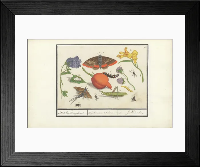Framed Print : Natural History Ensemble (No. 14), 1596-1610. Creators: Elias Verhulst, Anselmus de Boodt Framed Print : Natural History Ensemble (No. 14), 1596-1610. Creators: Elias Verhulst, Anselmus de Boodt