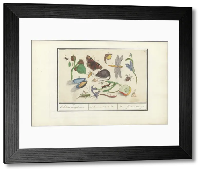 Framed Print : Natural History Ensemble (No. 15), 1596-1610. Creators: Elias Verhulst, Anselmus de Boodt Framed Print : Natural History Ensemble (No. 15), 1596-1610. Creators: Elias Verhulst, Anselmus de Boodt