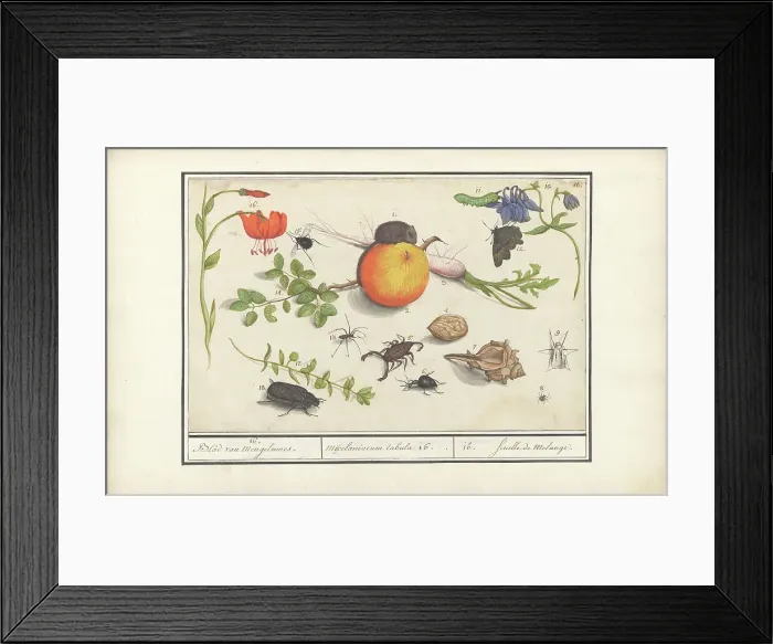 Framed Print : Natural History Ensemble (No. 16), 1596-1610. Creators: Elias Verhulst, Anselmus de Boodt Framed Print : Natural History Ensemble (No. 16), 1596-1610. Creators: Elias Verhulst, Anselmus de Boodt