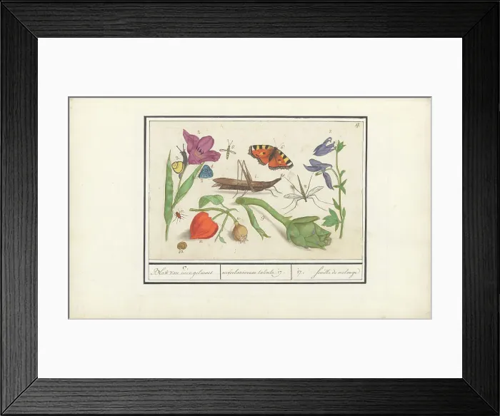 Framed Print : Natural History Ensemble (No. 17), 1596-1610. Creators: Elias Verhulst, Anselmus de Boodt Framed Print : Natural History Ensemble (No. 17), 1596-1610. Creators: Elias Verhulst, Anselmus de Boodt