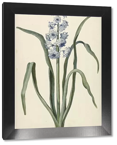Hyacinth, 1737. Creator: Vincent Laurentsz. van der Vinne II