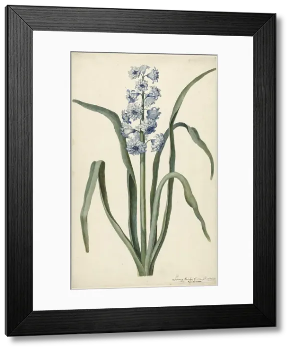 Framed Print : Hyacinth, 1737. Creator: Vincent Laurentsz. van der Vinne II Framed Print : Hyacinth, 1737. Creator: Vincent Laurentsz. van der Vinne II