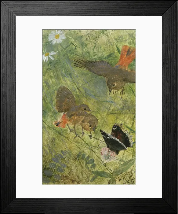 Framed Print : Redstarts and Butterflies. Five studies in one frame, NM 2223-2227, 1885. Creator: Bruno Liljefors
