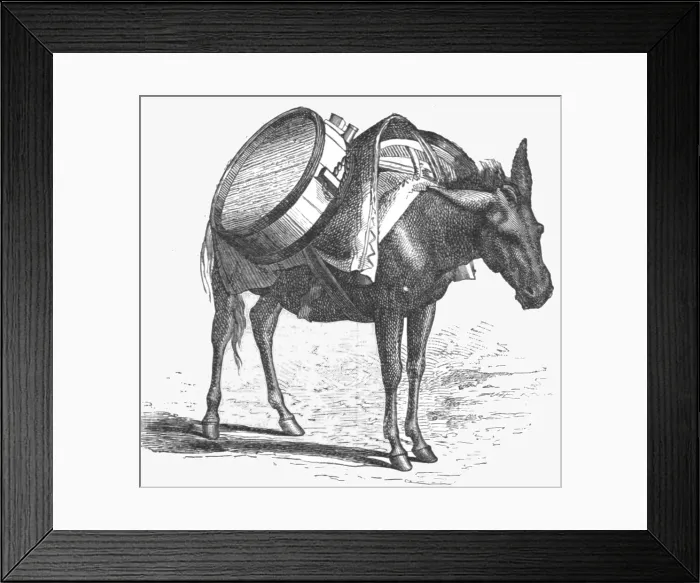 Framed Print : Armenian baggage animal; The Caucasus, 1875. Creator: Unknown Framed Print : Armenian baggage animal; The Caucasus, 1875. Creator: Unknown