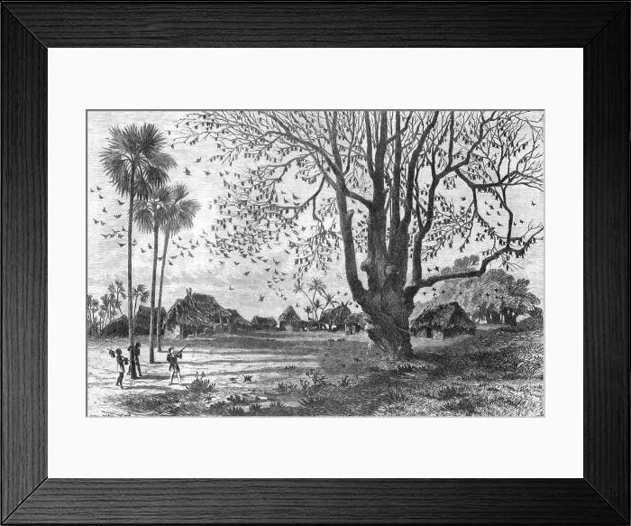 Framed Print : Tree of Bats, Whydah; The Kingdom of Dahomey, 1875. Creator: Unknown Framed Print : Tree of Bats, Whydah; The Kingdom of Dahomey, 1875. Creator: Unknown