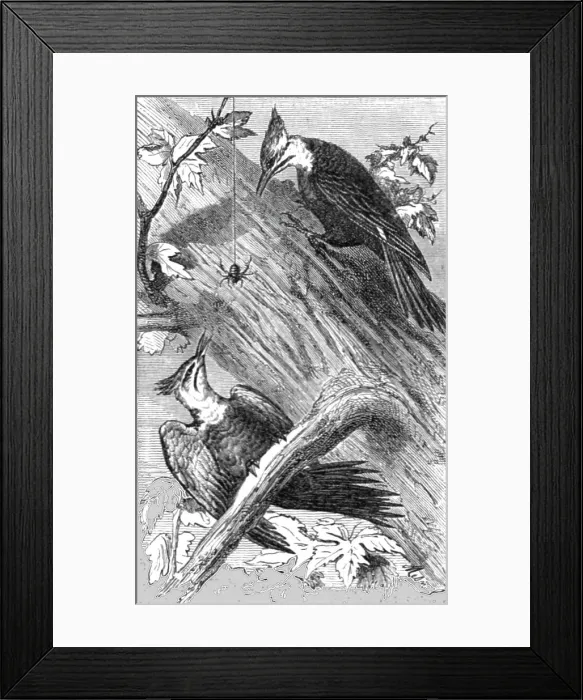 Framed Print : Pileatus Woodpecker; A Naturalist's Excursion in Wisconsin, 1875. Creator: Unknown