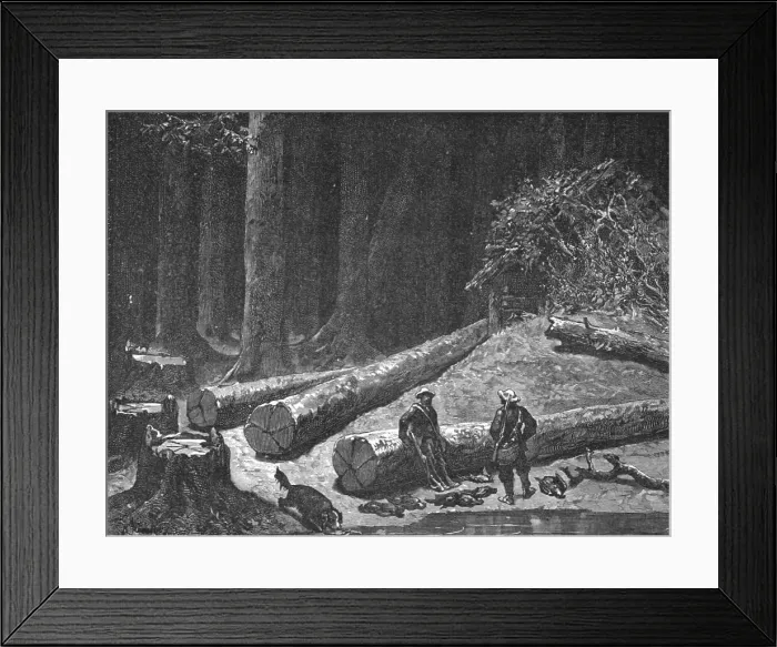 Framed Print : Camp in a Pine Forest; A Naturalist's Excursion in Wisconsin, 1875. Creator: Unknown Framed Print : Camp in a Pine Forest; A Naturalist's Excursion in Wisconsin, 1875. Creator: Unknown