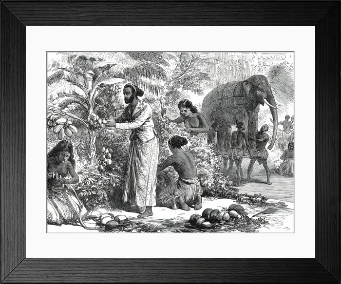 Framed Print : Preparing the decorations at Colombo, Ceylon, for the Royal Visit, from a sketch by one... 1876. Creator: Unknown Framed Print : Preparing the decorations at Colombo, Ceylon, for the Royal Visit, from a sketch by one... 1876. Creator: Unknown