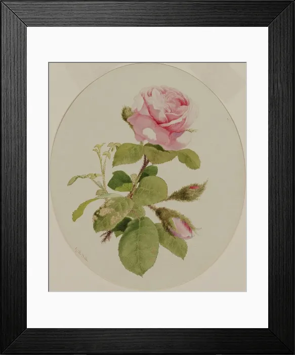 Framed Print : A Rose, mid 19th century. Creator: John William Hill Framed Print : A Rose, mid 19th century. Creator: John William Hill