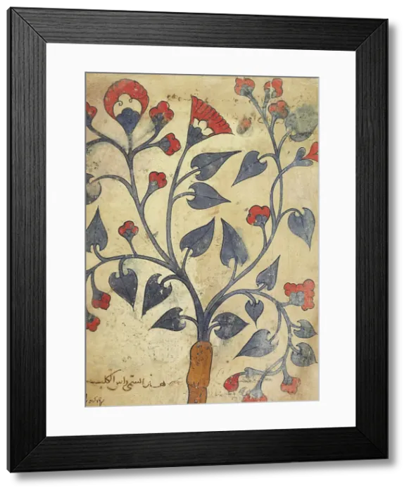 Framed Print : Page from an Herbal Manuscript (image 2 of 2), 13th century. Creator: Unknown Framed Print : Page from an Herbal Manuscript (image 2 of 2), 13th century. Creator: Unknown