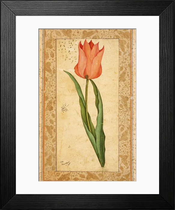 Framed Print : Tulip, 1708-1709 / 1120 A.H.. Creator: Unknown Framed Print : Tulip, 1708-1709 / 1120 A.H.. Creator: Unknown