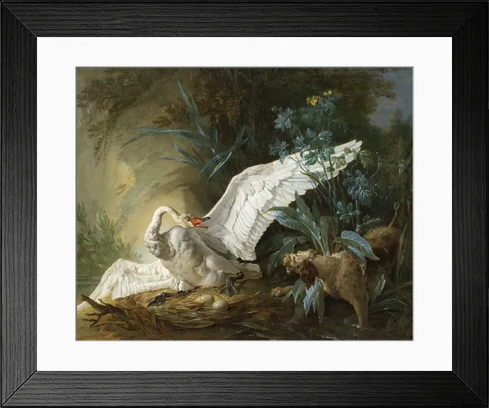 Framed Print : Water Spaniel Surprising a Swan on its Nest, 1740. Creator: Jean-Baptiste Oudry Framed Print : Water Spaniel Surprising a Swan on its Nest, 1740. Creator: Jean-Baptiste Oudry