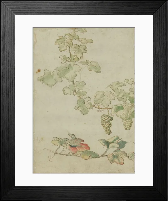 Framed Print : Grapevine, c17th century. Creator: Unknown Framed Print : Grapevine, c17th century. Creator: Unknown