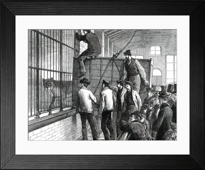 Framed Print : Moving the lions at the Zoological Society's Gardens, 1876. Creator: Unknown Framed Print : Moving the lions at the Zoological Society's Gardens, 1876. Creator: Unknown