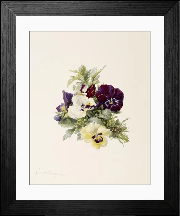 Framed Print : Pansies, c1865. Creator: Gerardina Jacoba van de Sande Bakhuyzen Framed Print : Pansies, c1865. Creator: Gerardina Jacoba van de Sande Bakhuyzen