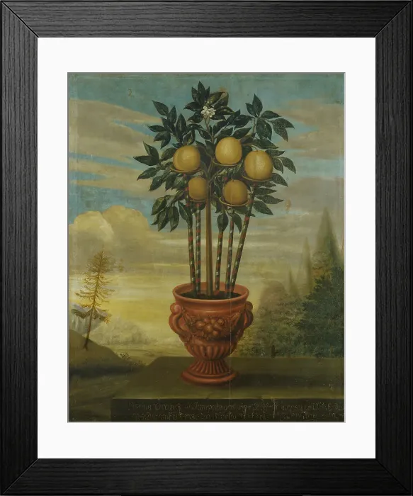Framed Print : Orange tree in urn, 1733. Creator: David von Coln Framed Print : Orange tree in urn, 1733. Creator: David von Coln