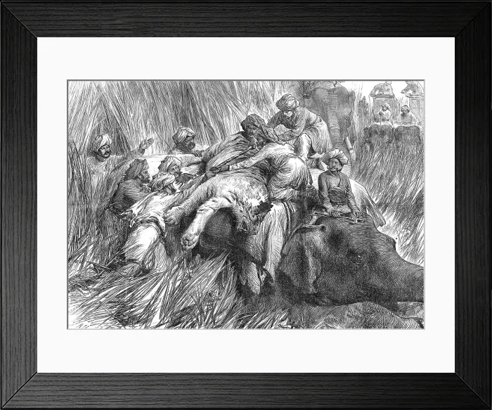 Framed Print : The Prince of Wales in the Terai: Padding a Tiger'...1876. Creator: Unknown. The Prince of Wales in the Terai: Padding a Tiger'...1876. Creator: Unknown Framed Print : The Prince of Wales in the Terai: Padding a Tiger'...1876. Creator: Unknown. The Prince of Wales in the Terai: Padding a Tiger'...1876. Creator: Unknown