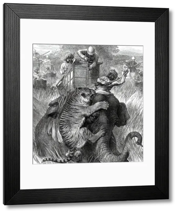 Framed Print : The Prince of Wales in the Nepaul Terai: Colonel Sir Arthur Ellis...with a Tiger...1876. Creator: Unknown Framed Print : The Prince of Wales in the Nepaul Terai: Colonel Sir Arthur Ellis...with a Tiger...1876. Creator: Unknown
