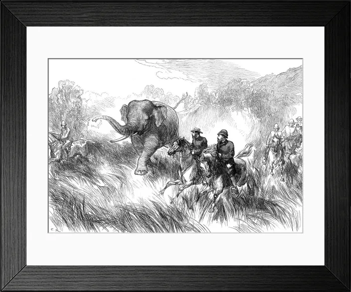 Framed Print : The Prince of Wales in the Terai: Mr. Rose chased by a Wild Elephant...1876. Creator: C.R Framed Print : The Prince of Wales in the Terai: Mr. Rose chased by a Wild Elephant...1876. Creator: C.R