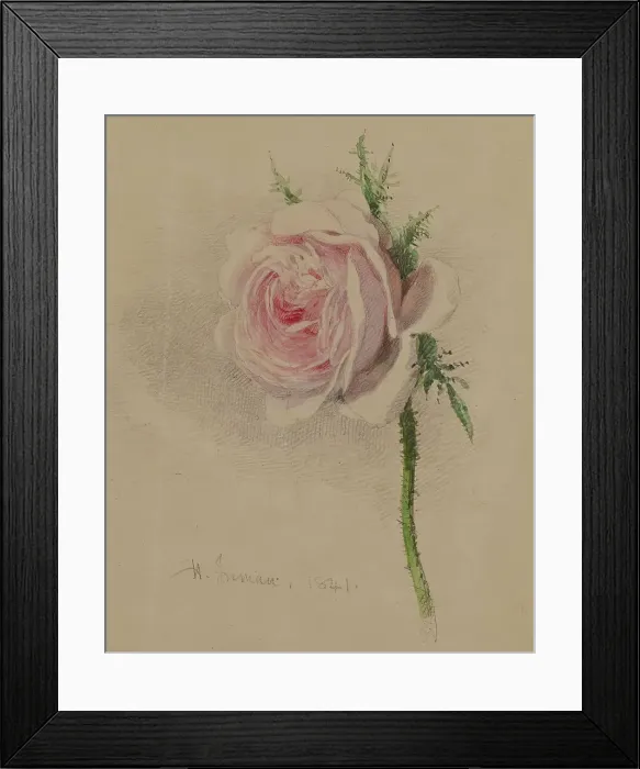 Framed Print : A Rose, 1841. Creator: Henry Inman Framed Print : A Rose, 1841. Creator: Henry Inman