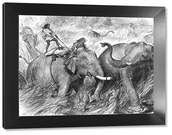 Tame Elephants hunting a Wild Elephant, from a sketch by one of our special artists in India, 1876. Creator: Unknown
